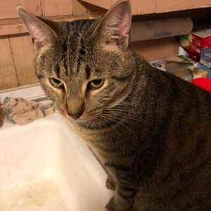 Meet your Posher, Tami